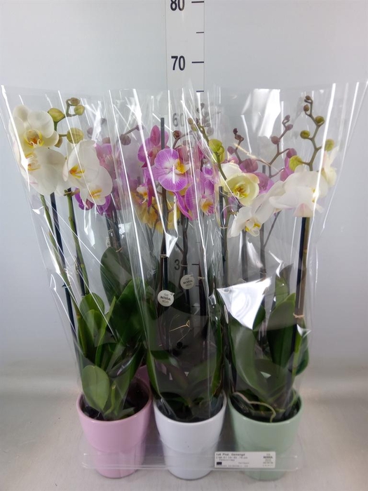 <h4>Phalaenopsis   ...mix</h4>