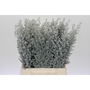 Kochia (Maireana Sedifolia)