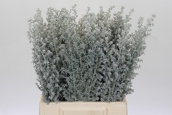 <h4>Kochia (Maireana Sedifolia)</h4>