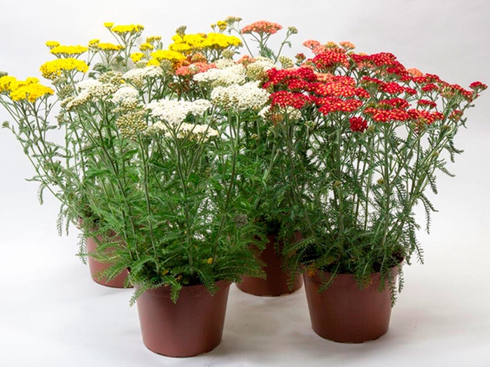 <h4>ACHILLEA-HYBRID p17</h4>