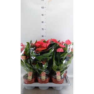 Anthurium andr. 'Melito'