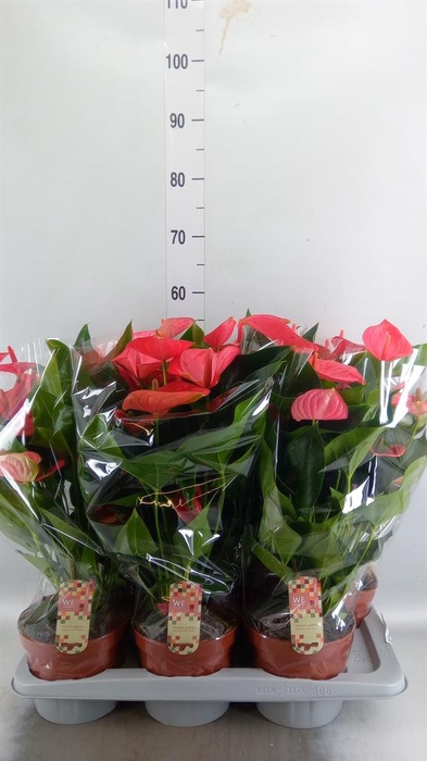 <h4>Anthurium andr. 'Melito'</h4>