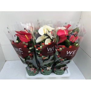 Anthurium Andr. gemengd 3 kleuren