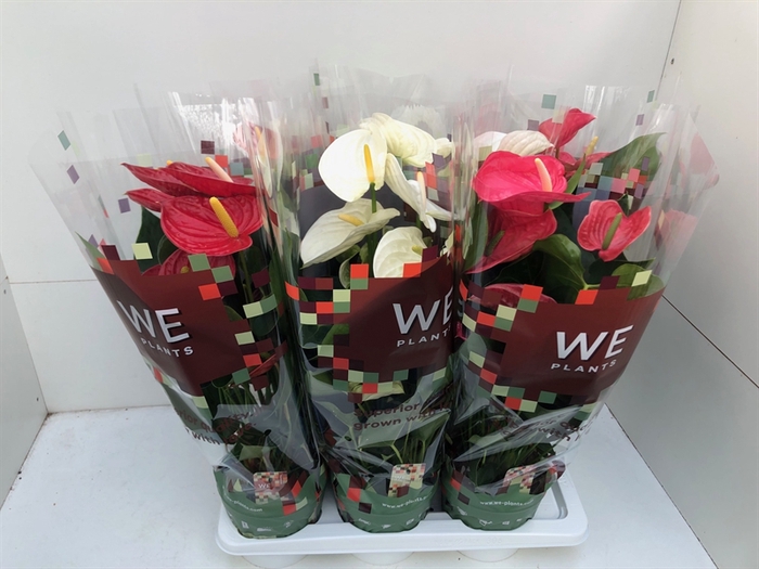 Anthurium Andr. gemengd 3 kleuren