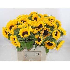 HELIANTHUS SUNRICH ORANGE HELI SUNR