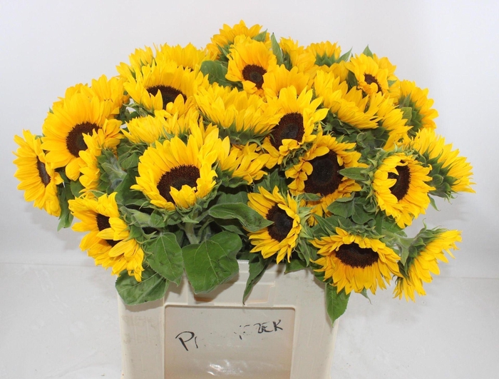 <h4>HELIANTHUS SUNRICH ORANGE HELI SUNR</h4>