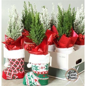 Cham L Ellwoodii Snow Deco