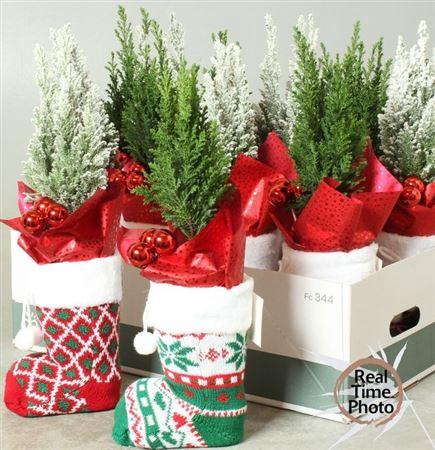 <h4>Cham L Ellwoodii Snow Deco</h4>