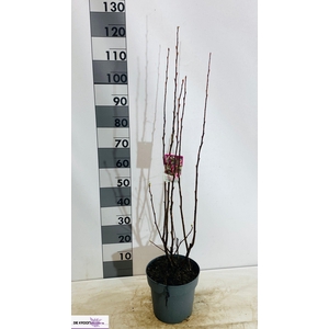 RIBES SA KING ED VII