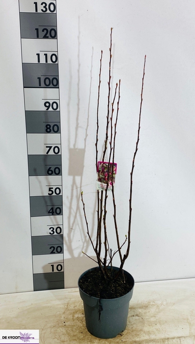 <h4>RIBES SA KING ED VII</h4>