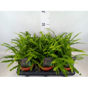 Nephrolepis cord. 'Duffii'