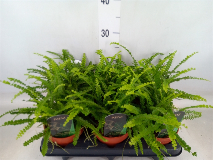 <h4>Nephrolepis cord. 'Duffii'</h4>