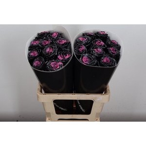 R Wx (rn) Black Beauty