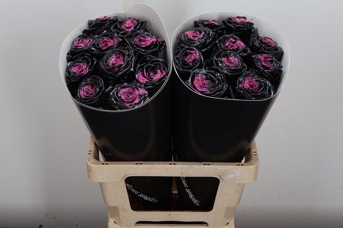 <h4>R Wx (rn) Black Beauty</h4>