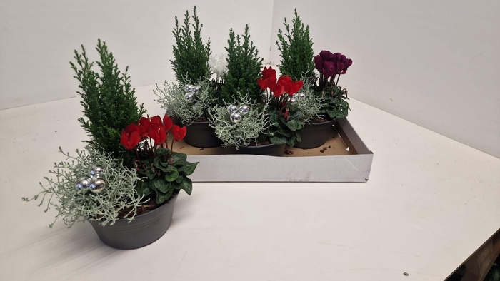 <h4>ARR TUINPLANTEN</h4>