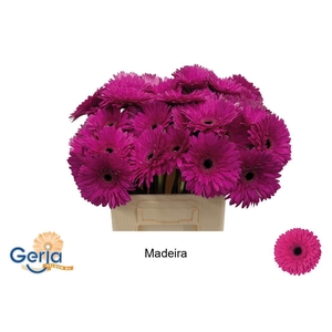 GE GR MADEIRA