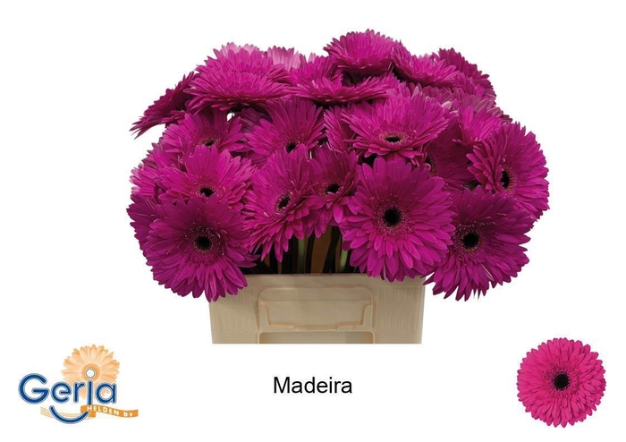 <h4>GE GR MADEIRA</h4>