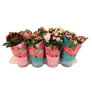 RHODO SI GEM