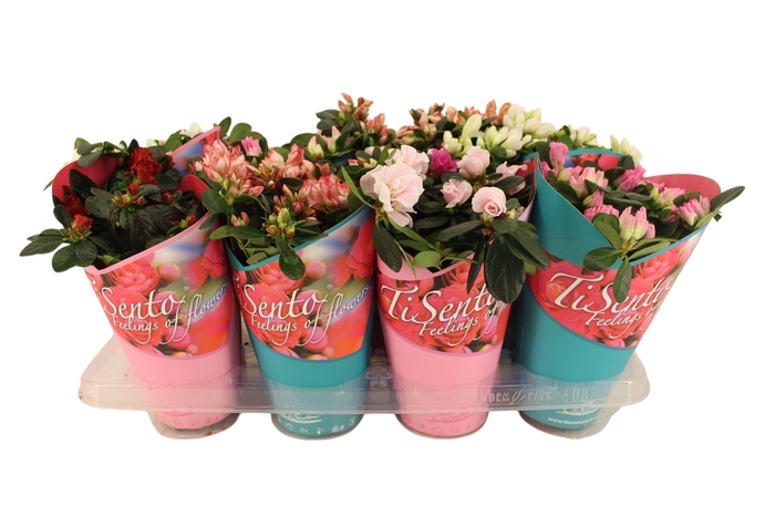<h4>RHODO SI GEM</h4>