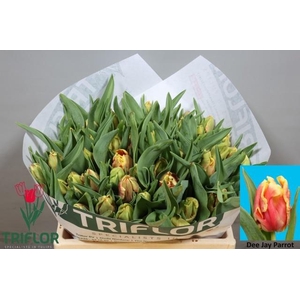 TU PA DEE JAY PARROT