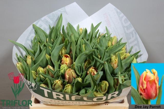 <h4>TU PA DEE JAY PARROT</h4>