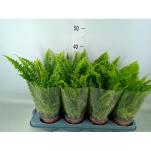 Nephrolepis exal. 'Green Lady'