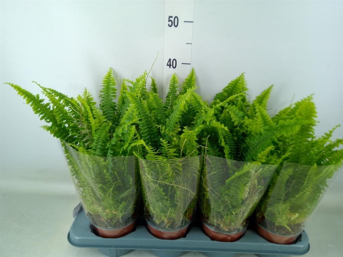 <h4>Nephrolepis exal. 'Green Lady'</h4>