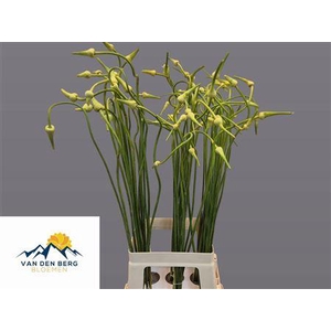 ALLIUM SAT OPHIOSCOR