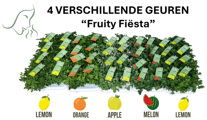 <h4>Pel. Fresh&Fruity® Mixlaag</h4>