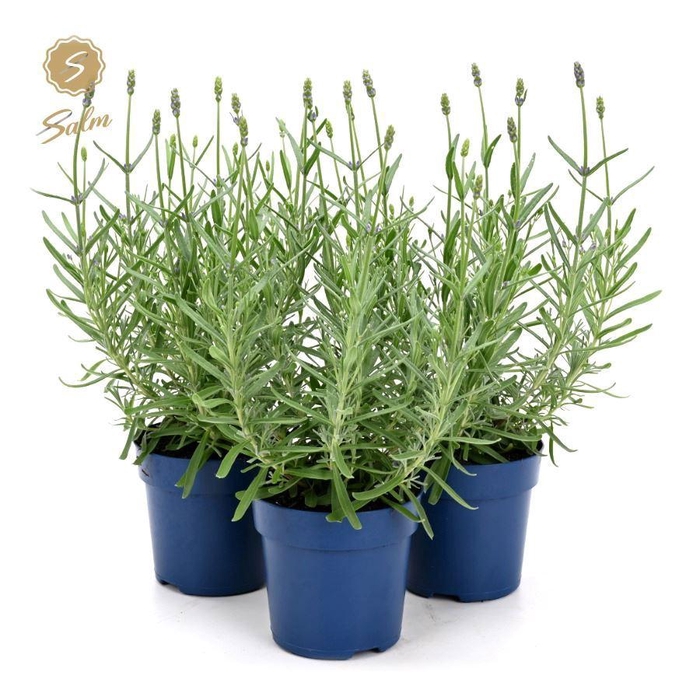 <h4>Lavandula ang. 'Felice'® Collection P10,5</h4>