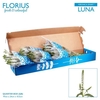 Veron Smart Luna Wit