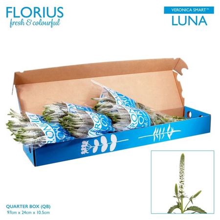 Veron Smart Luna Wit