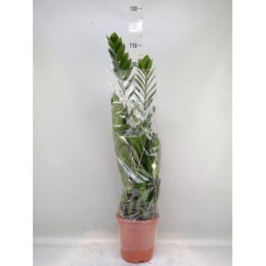 Zamioculcas zamiifolia