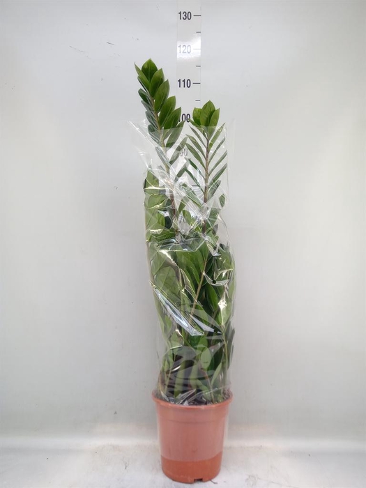 <h4>Zamioculcas zamiifolia</h4>