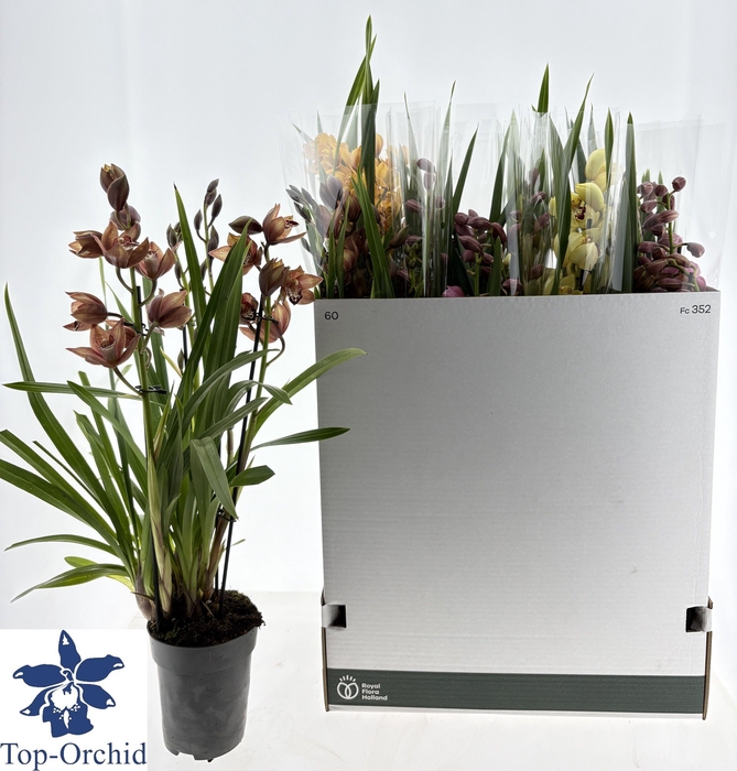 <h4>CYMB GEMENGD</h4>