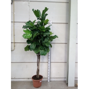 Ficus lyrata