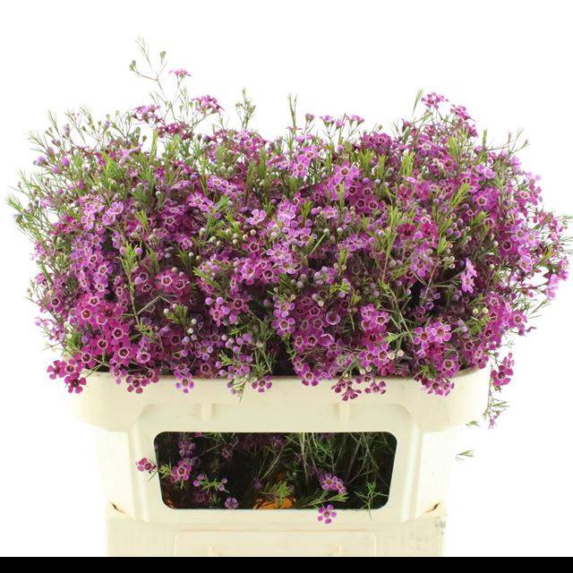 <h4>CHAME PURPLE RAIN</h4>