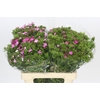 Dianthus Br Amazon Rose Magic