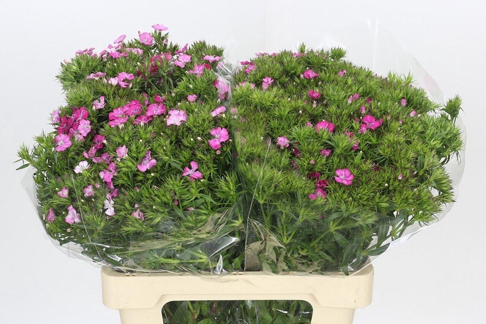 <h4>Dianthus Br Amazon Rose Magic</h4>