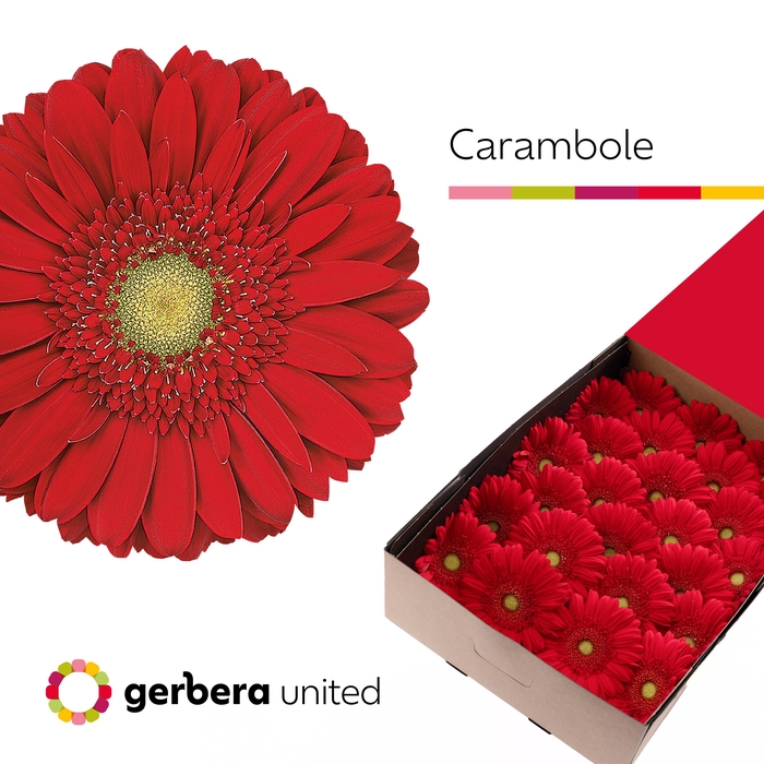 Gerbera Carambole Doos