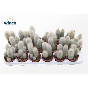 Cleistocactus Straussi