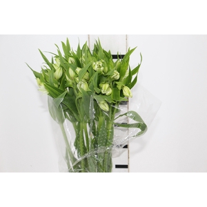 ALSTROEMERIA WHITNEY 080 CM