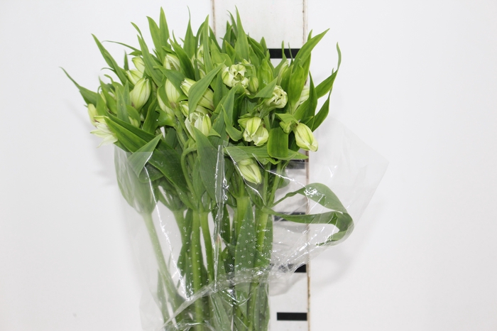 <h4>ALSTROEMERIA WHITNEY 080 CM</h4>