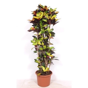 Codiaeum variegatum kleinbladig 'Mrs Iceton'