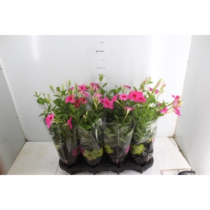 MANDEVILLA ROSE QUEEN P14