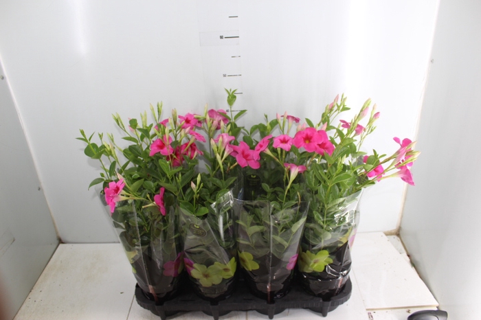 MANDEVILLA ROSE QUEEN P14