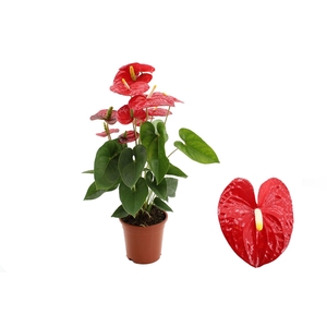 Anthurium 17 cm Jambo Red in transparant sleeve