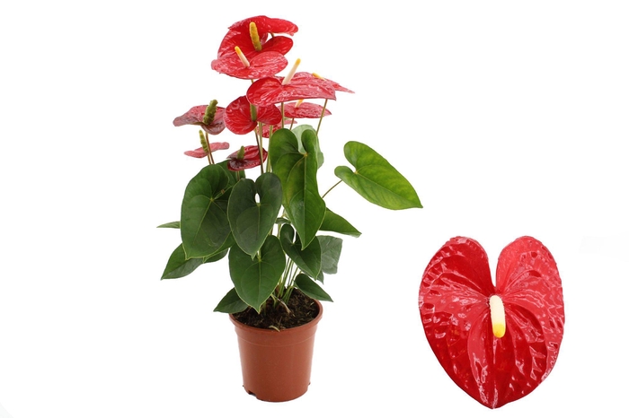 <h4>Anthurium 17 cm Jambo Red in transparant sleeve</h4>