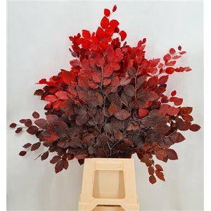 Dr Fagus Stab Red