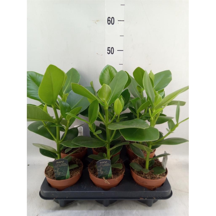 <h4>Clusia rosea 'Princess'</h4>